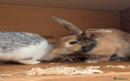 English Lop rabbits for sale: 🌸🌺💐2 friendly rabbits🌸💐🌺 - Image 2