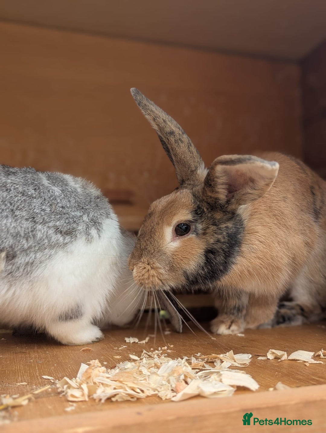 English Lop rabbits for sale: 🌸🌺💐2 friendly rabbits🌸💐🌺 - Image 2