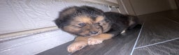 Mixed Breed dogs for sale: *only 1 male left* Malkita puppies 4 boys - Advert 19