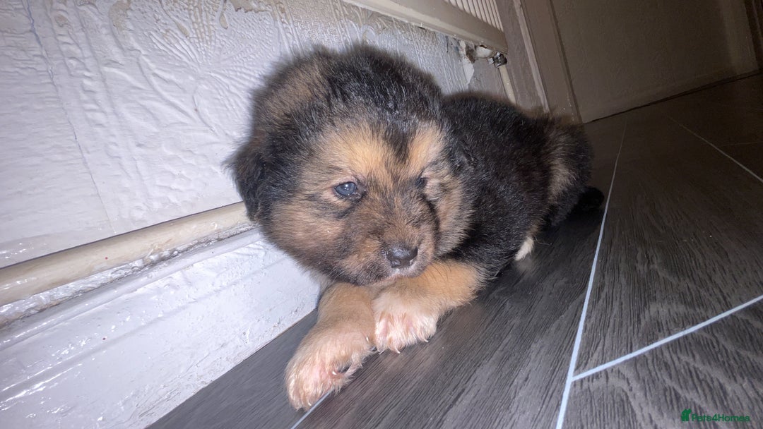 Mixed Breed dogs for sale: *only 1 male left* Malkita puppies 4 boys - Advert 19