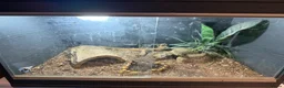 Bearded Dragon reptiles for sale: Bearded dragon + set up - Advert 2
