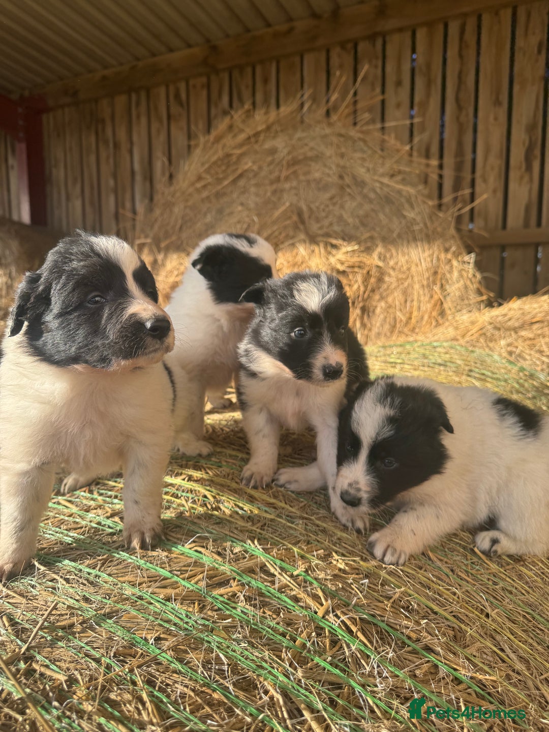 Border Collie dogs for sale: Very cute Border Collie Pups From Working Dogs - Advert 19