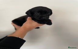 Labrador Retriever dogs for sale:  🐾Gorgeous BLack Labrador Puppies 🐾 - Advert 11