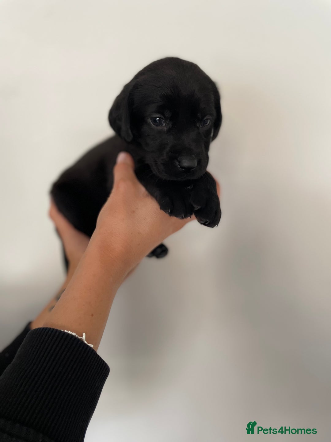 Labrador Retriever dogs for sale:  🐾Gorgeous BLack Labrador Puppies 🐾 - Advert 11
