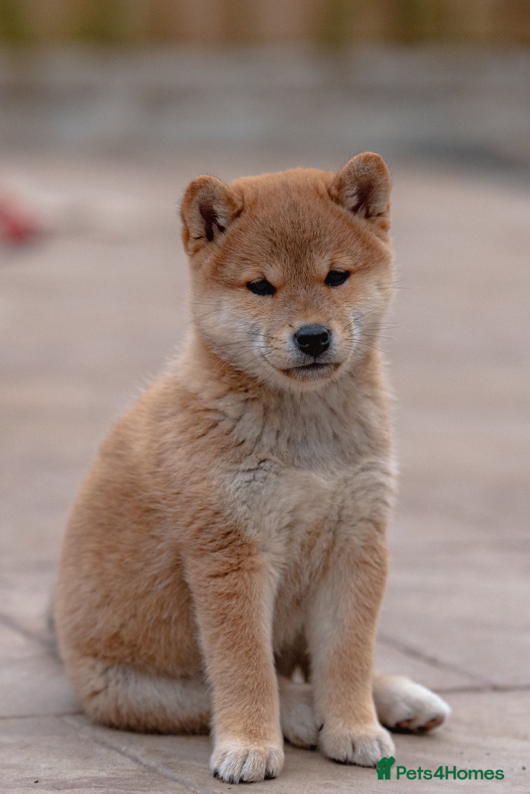 Japanese Shiba Inu dogs Beautiful girl both injections ready to go outside - Advert 10