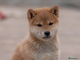 Japanese Shiba Inu dogs Beautiful girl both injections ready to go outside - Advert 10