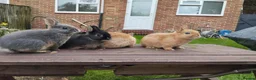 Netherland Dwarf rabbits for sale: Netherland dwarf 8wk, £50 each (CLEARANCE)  - Advert 4