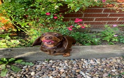 Miniature Dachshund dogs for sale: Miniature daschund 4 year old bitch  - Image 3