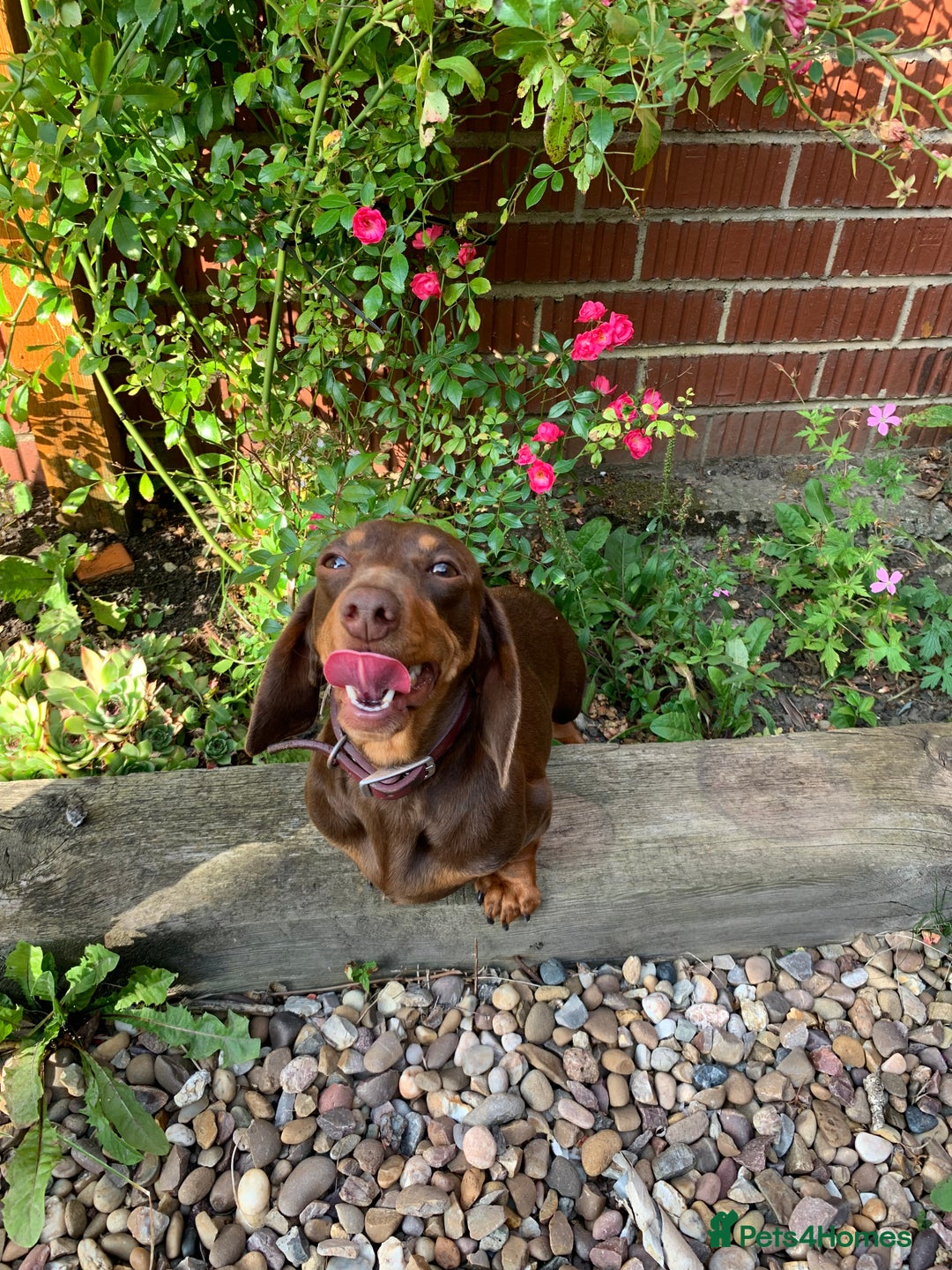 Miniature Dachshund dogs for sale: Miniature daschund 4 year old bitch  - Image 3