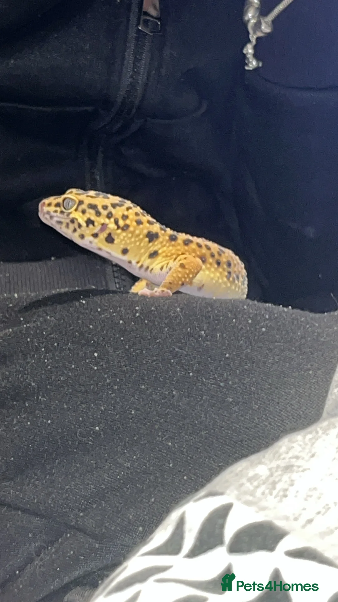 Leopard Gecko reptiles for sale: Female leopard gecko  - Advert 3