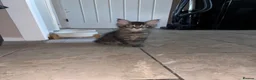 Maine Coon cats for sale: 2 beautiful Maine coon boys  - Advert 9