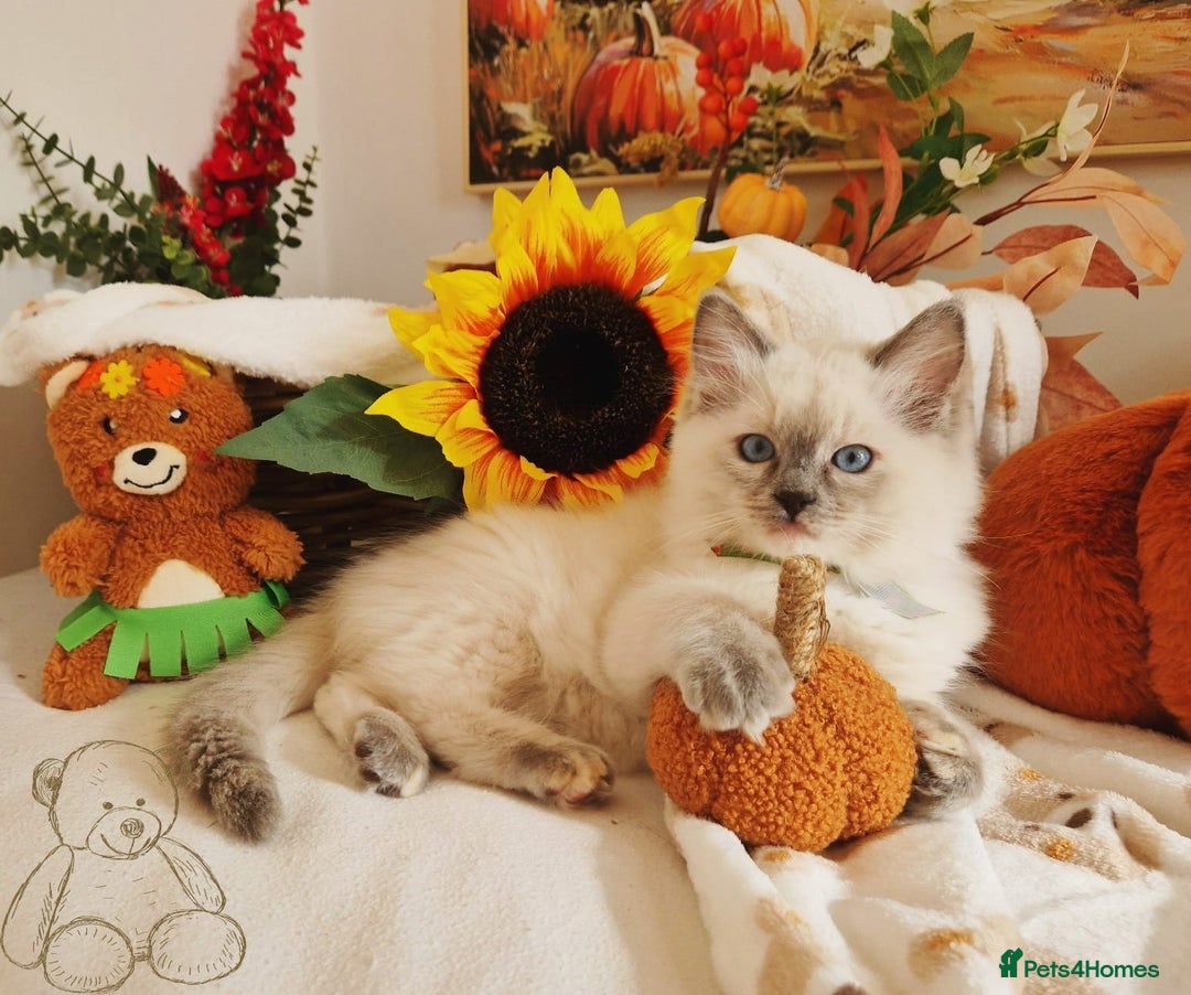 Ragdoll cats for sale: GCCF Ragdoll Kittens - Outstanding!  - Image 31