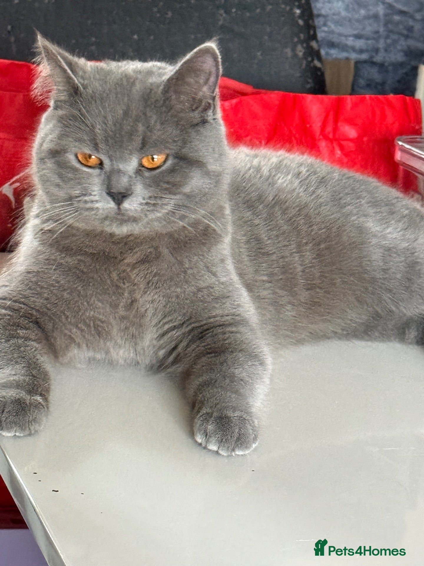 British Shorthair cats STUNNING BLUE BSH FEMALE FOR SALE - Advert 1