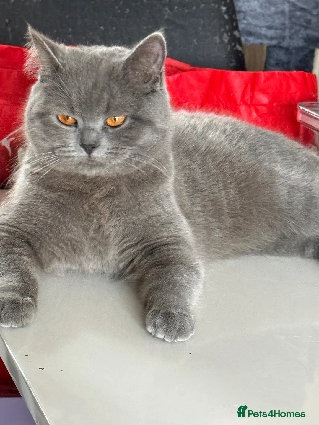 British Shorthair cats for sale: STUNNING BLUE BSH FEMALE FOR SALE - Advert 1