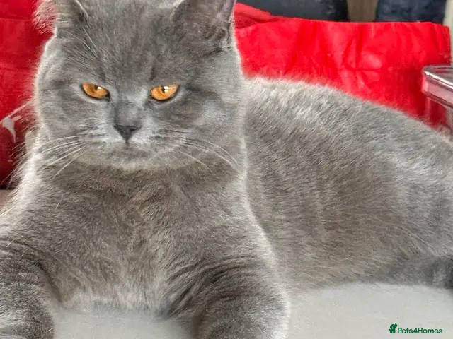 British Shorthair cats for sale: STUNNING BLUE BSH FEMALE FOR SALE - Advert 7