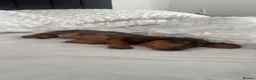 Miniature Dachshund dogs for sale: Miniature Dashchund  - Advert 3
