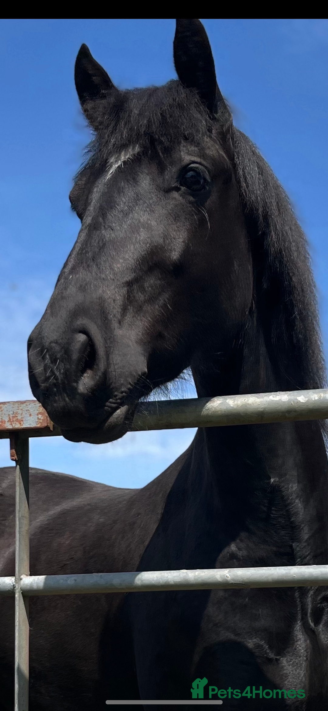 Welsh Section D horses for sale: Section D beautiful Black Mare Magic - Image 9