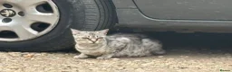 Bengal cats for sale: 4 beautiful Bengal Kittens - Advert 7