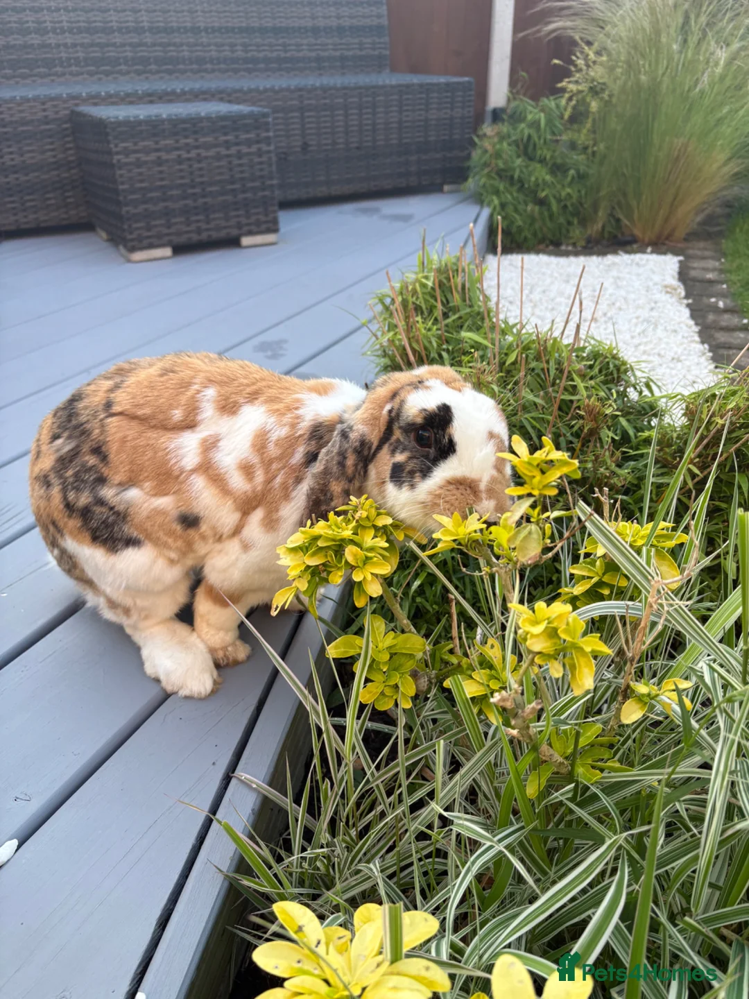 Mini Lop rabbits for sale: Two mini lops - male and female 4 years old in Huntingdon - Advert 3