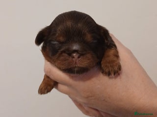 Shih Tzu dogs - Advert 9