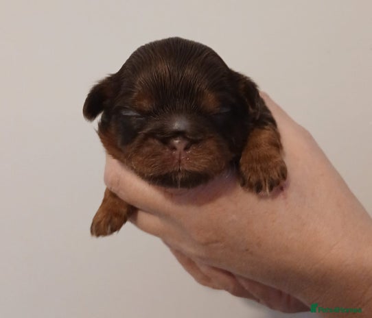 Shih Tzu dogs - Advert 1