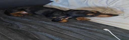 Dachshund dogs for sale: Dachshund - Advert 6