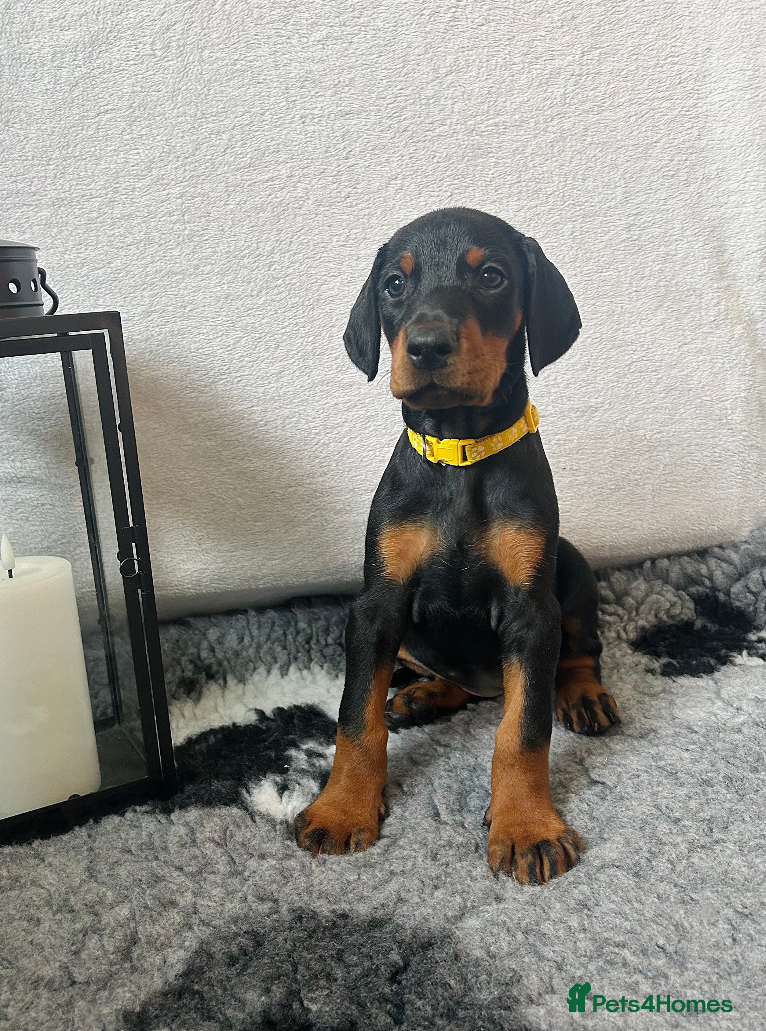 Dobermann dogs 🩷3 Girls Left!🩷 KC registered Doberman puppies! - Advert 2