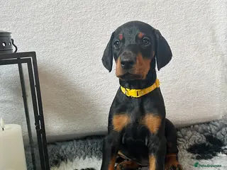 Dobermann dogs 🩷3 Girls Left!🩷 KC registered Doberman puppies! - Advert 2