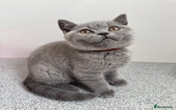 British Shorthair cats for sale: GCCF BRITISH SHORTHAIR KITTENS  - Image 1