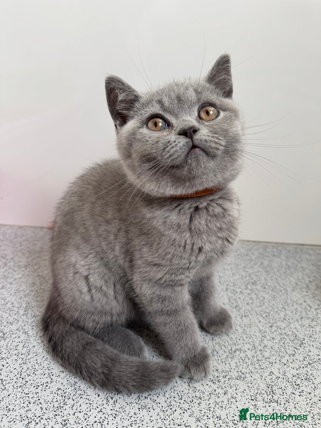British Shorthair cats for sale: GCCF BRITISH SHORTHAIR KITTENS  - Image 1