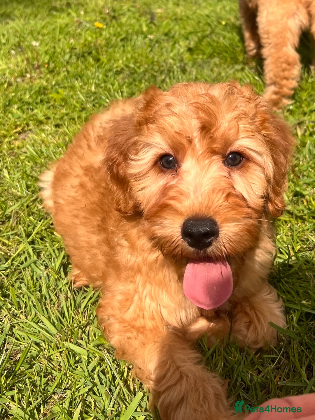 Mini Goldendoodle dogs for sale: Ready Now! Mini Irishdoodle health tested parents  - Advert 2