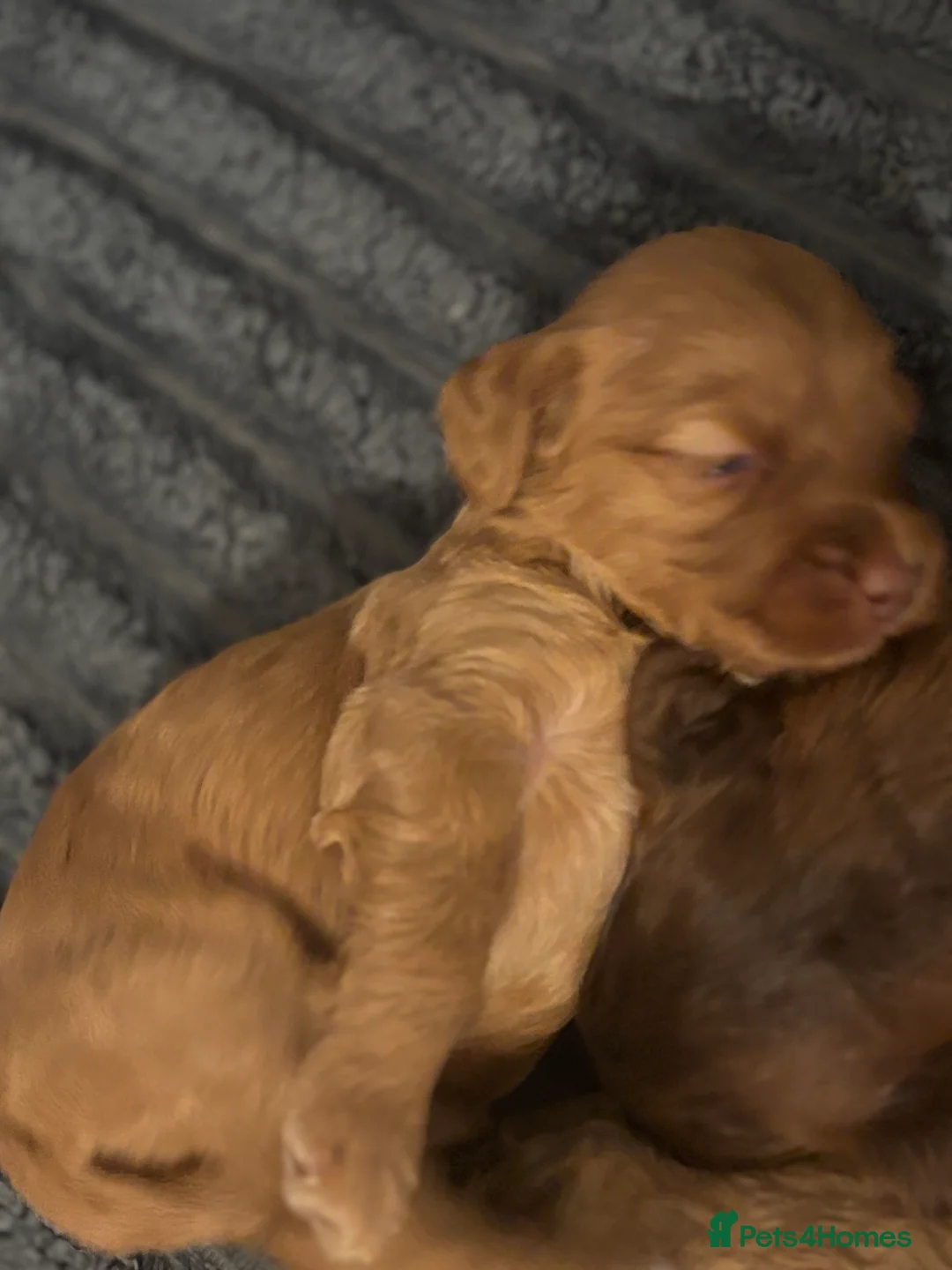 Cockapoo dogs for sale: 8 beautiful cockapoo puppies  - Advert 5