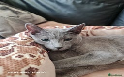 Russian Blue cats for sale: Quality Russian Blue male kitten in Hayes - Image 15