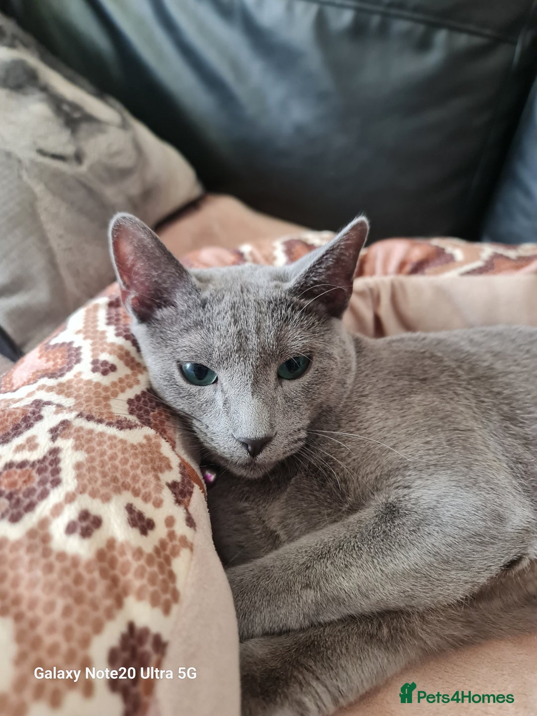 Russian Blue cats for sale: Quality Russian Blue male kitten in Hayes - Image 15