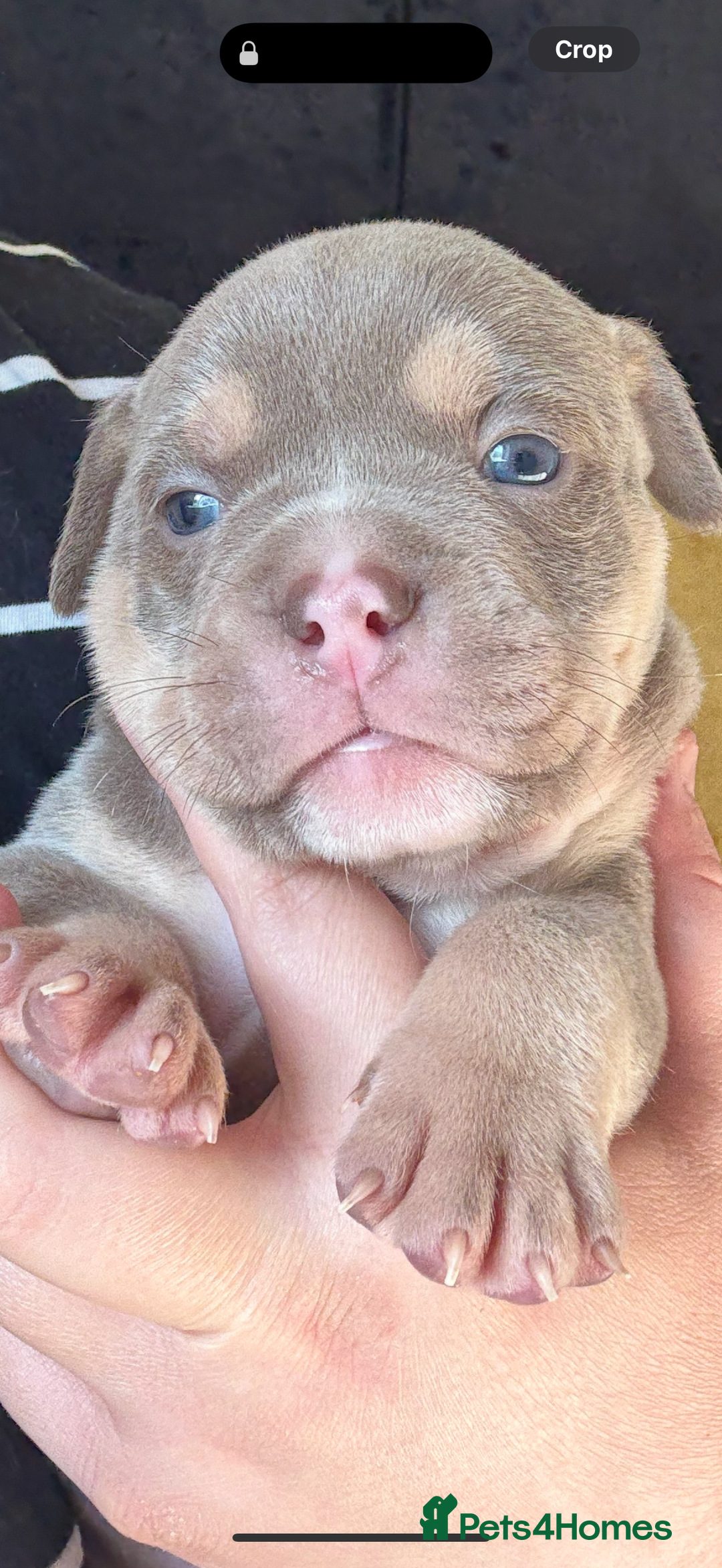 Mixed Breed dogs for sale: Stunning English bulldog mix pocket bully  - Image 24