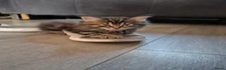 Siberian cats for sale: Last 2 baby boys, ready to leave soon, siberians - Advert 15