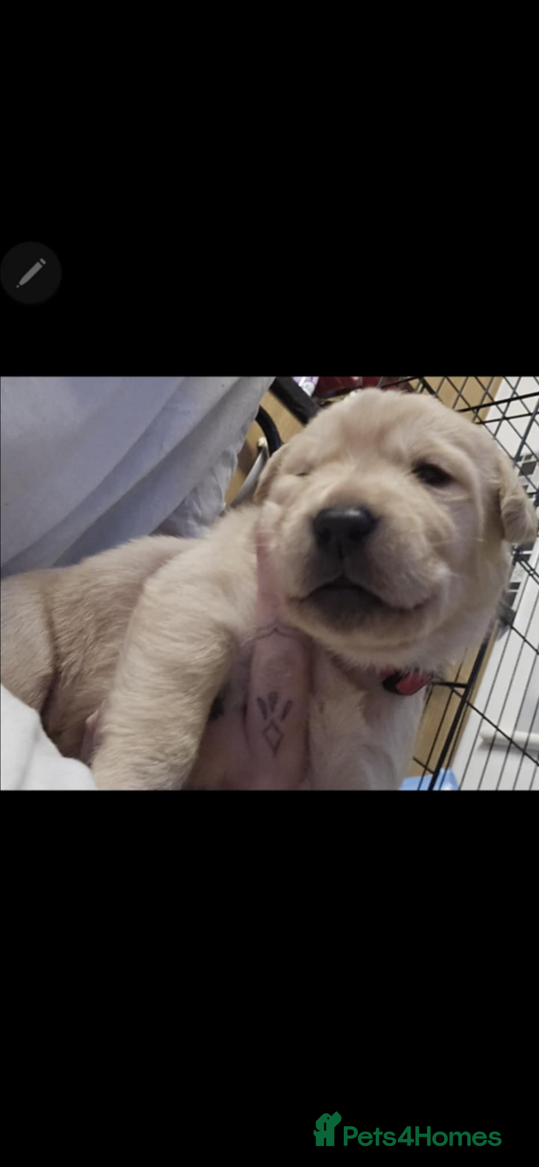 Labrador Retriever dogs for sale: 3 Beautiful Labrador Girls - Advert 9