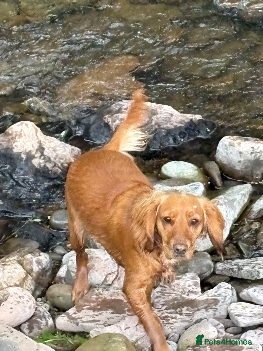 Cocker Spaniel dogs for sale: Cocker spaninel  - Advert 1