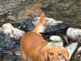 Cocker Spaniel dogs Cocker spaninel - Advert 1