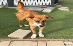 Mixed Breed dogs for adoption: Sweet Armin looking for LOvE - Image 18