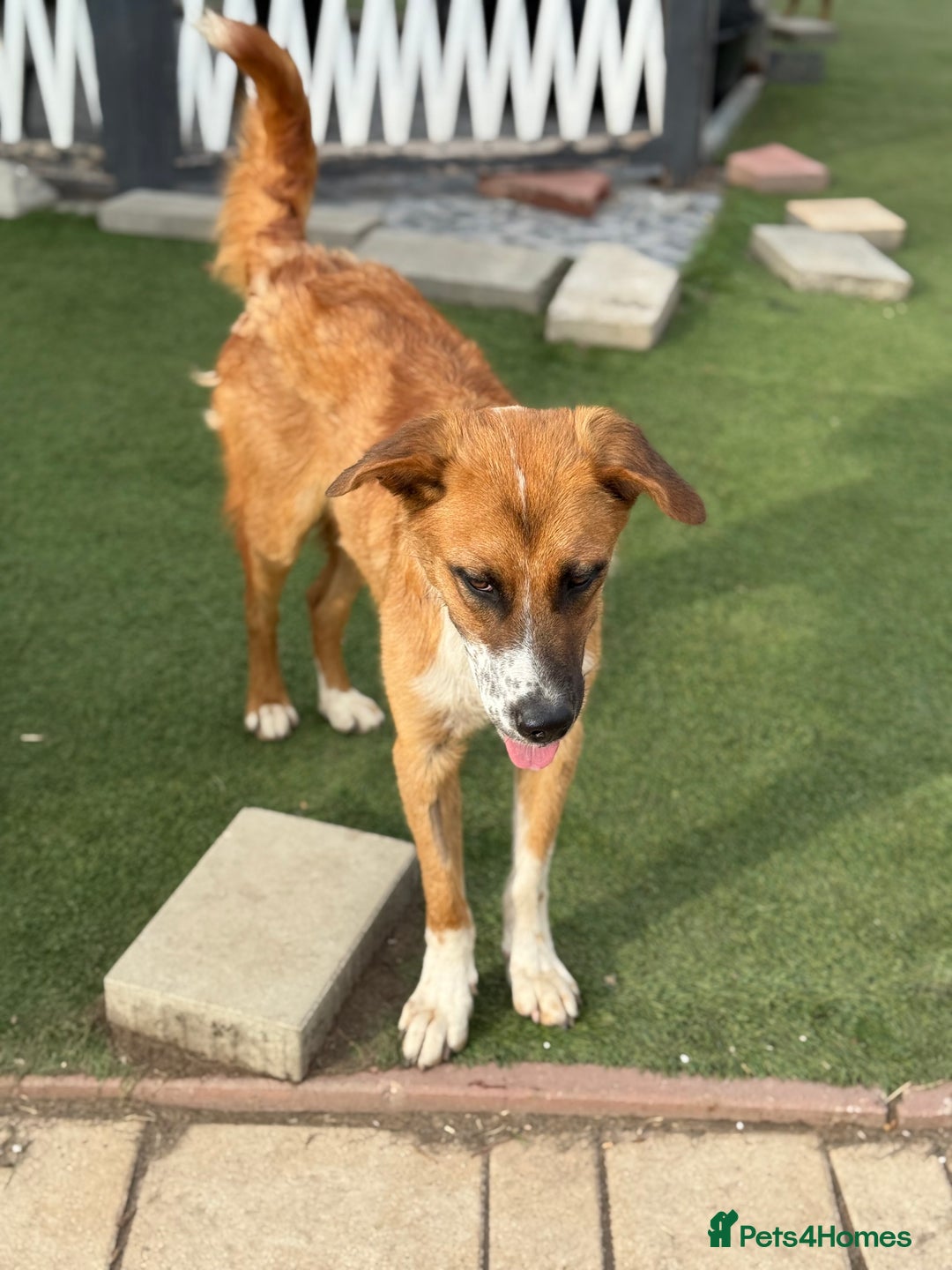 Mixed Breed dogs for adoption: Sweet Armin looking for LOvE - Image 18