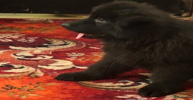 German Shepherd dogs QUALITY LARGE LONG HAIRED BLACK BOY KC REG  - Advert 11