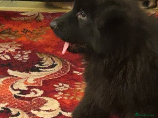 German Shepherd dogs KC REG READY NOW SUPER STUNNING HUNKY BLACK BOY - Advert 4