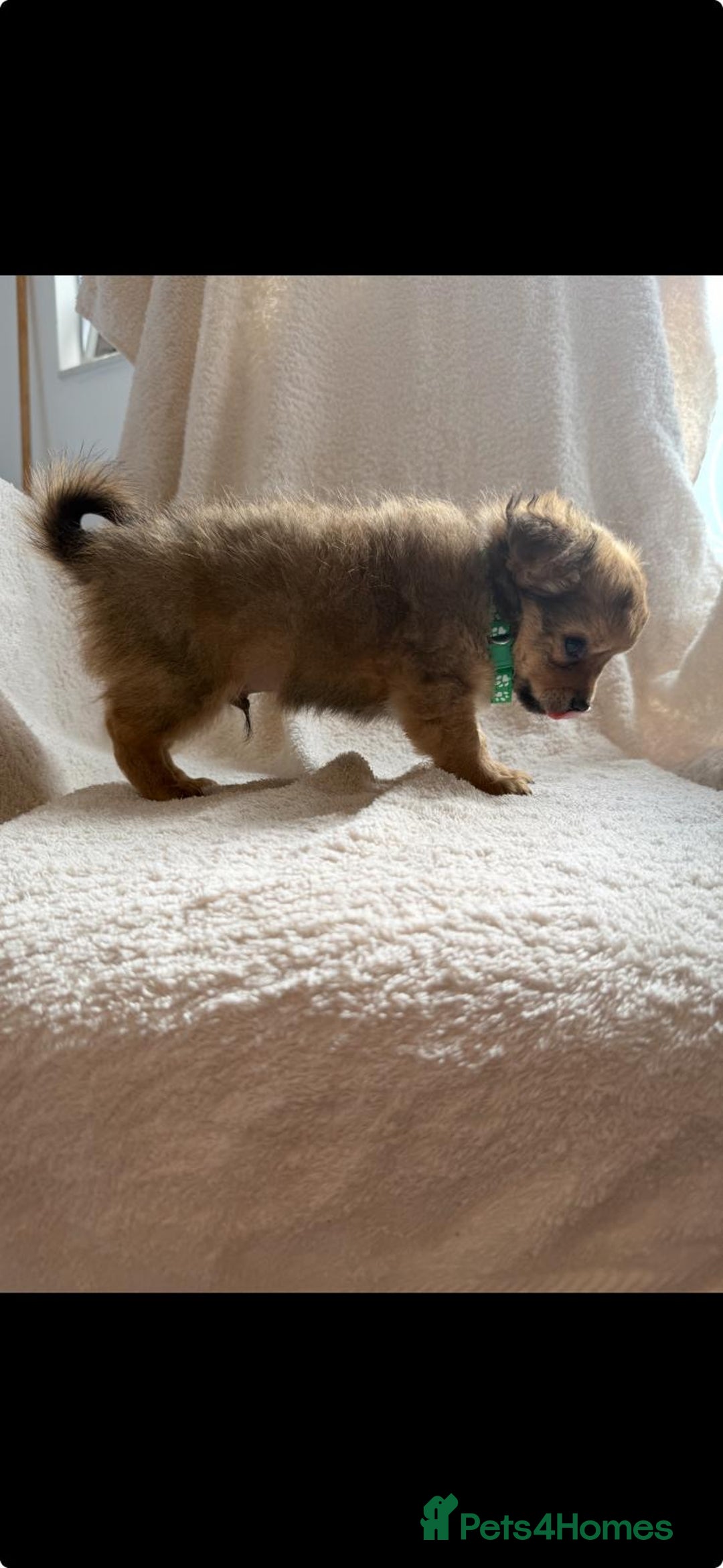 Pomchi dogs for sale: Beautiful fluffy pomchi puppies  - Image 17