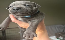 Staffordshire Bull Terrier dogs for sale: 1 male Blue Staff Bull Terrier pup 💙 in Hitchin - Image 2