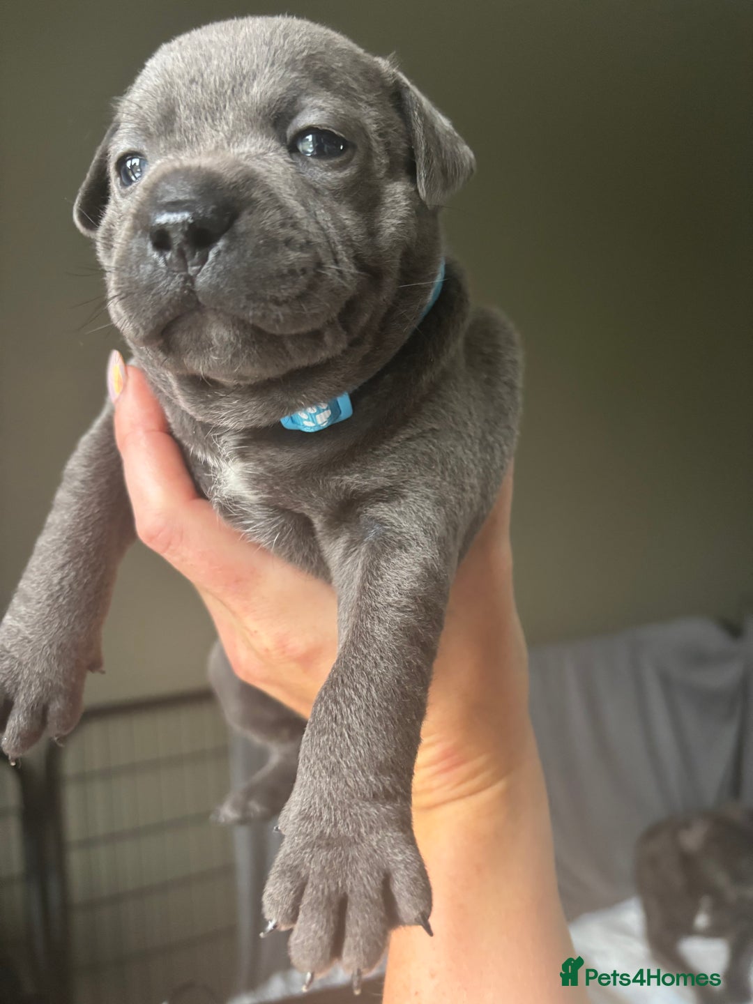 Staffordshire Bull Terrier dogs for sale: 1 male Blue Staff Bull Terrier pup 💙 in Hitchin - Image 2