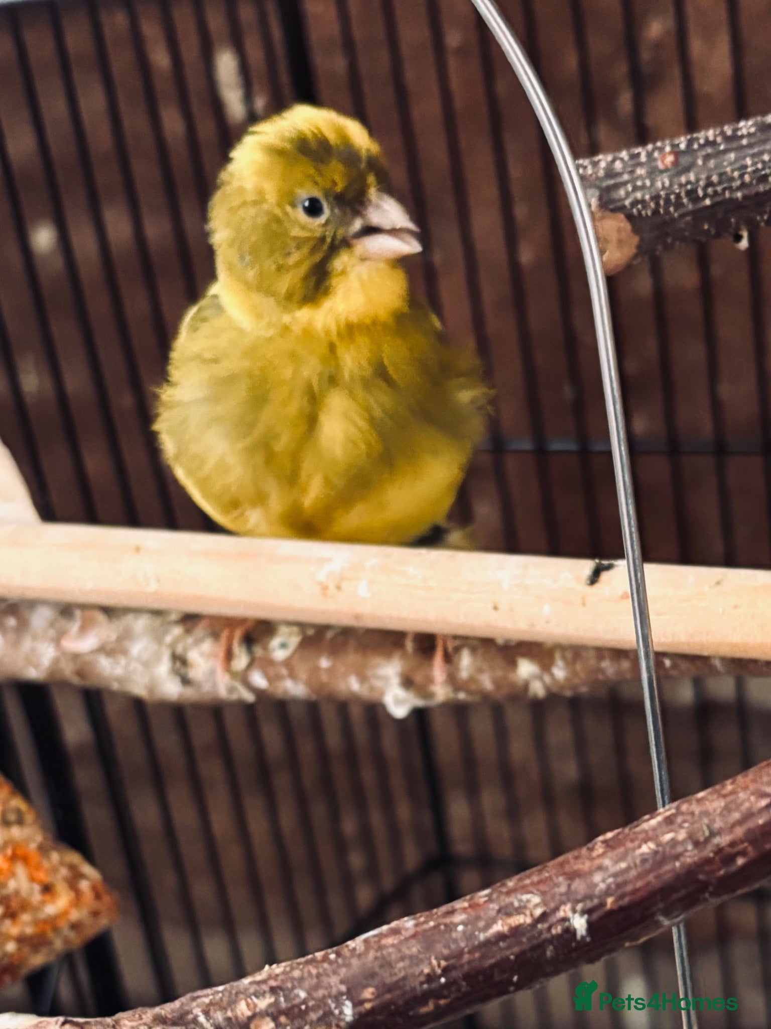 Canaries birds Beautiful Canary - Advert 1