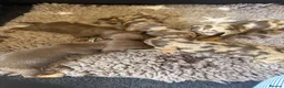 Miniature Dachshund dogs for sale: Gorgeous dachshund puppies  - Advert 10