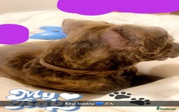 Mixed Breed dogs for sale: Mastiff cross Staffy called Dave🩵 - Image 7