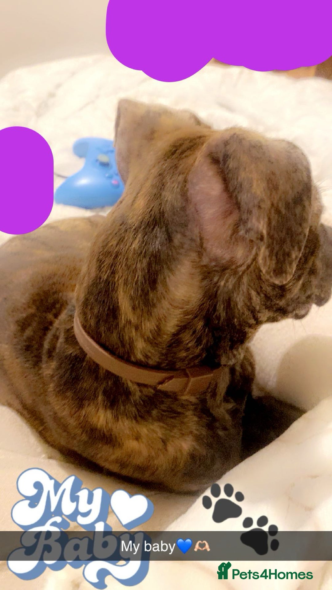 Mixed Breed dogs for sale: Mastiff cross Staffy called Dave🩵 - Image 7